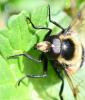 Volucella bombylans